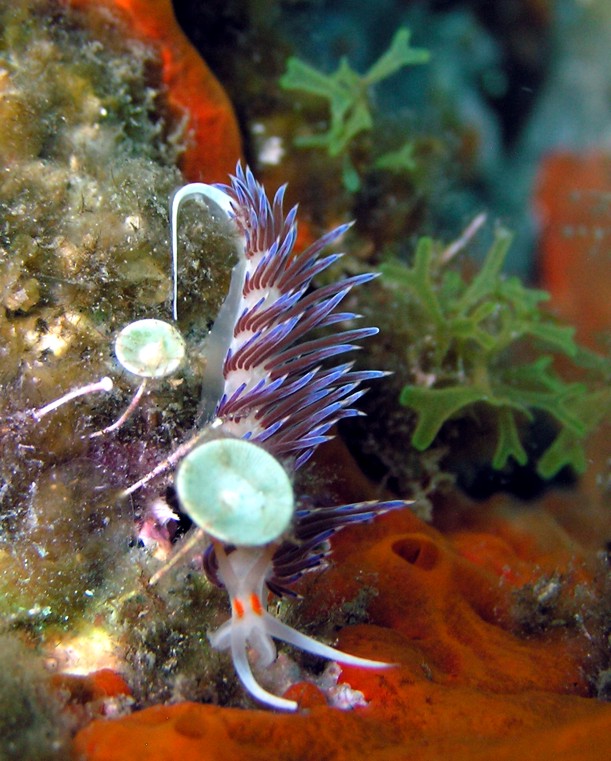 Cratena peregrina (Gmelin, 1791)